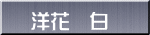 洋花　白