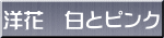 洋花　白とピンク