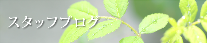 スタッフブログ